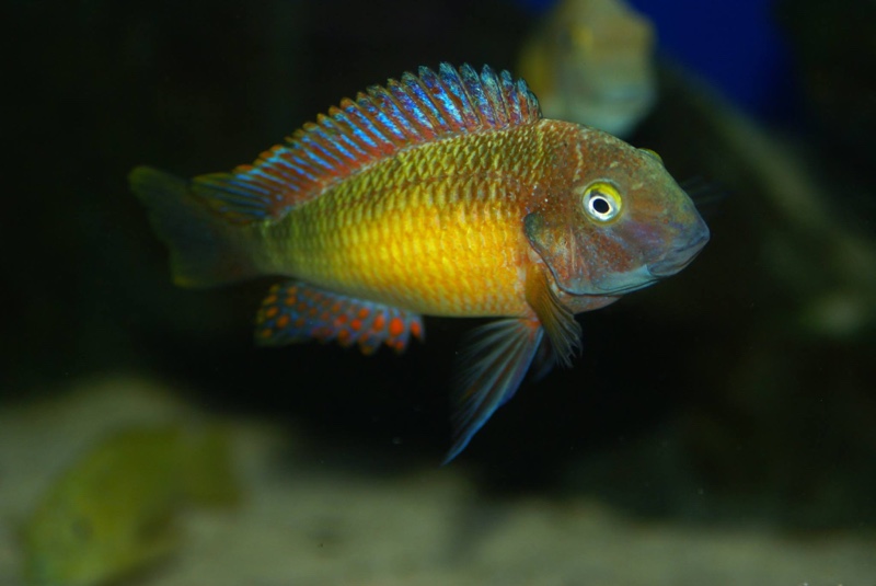Tropheus moorii 'Kasanga'